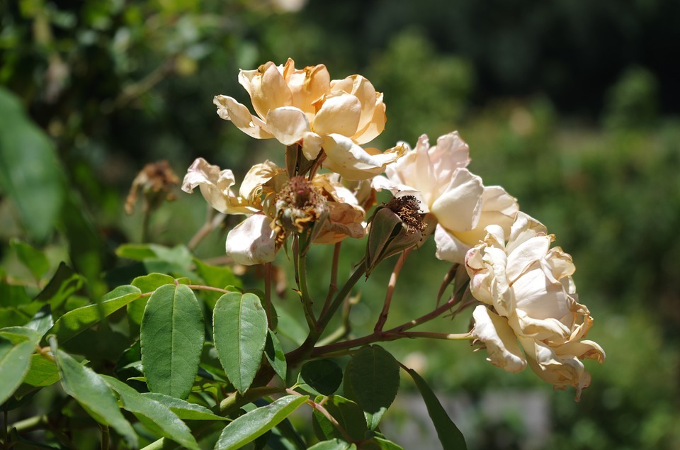 How to bring dying rose plant back to life 